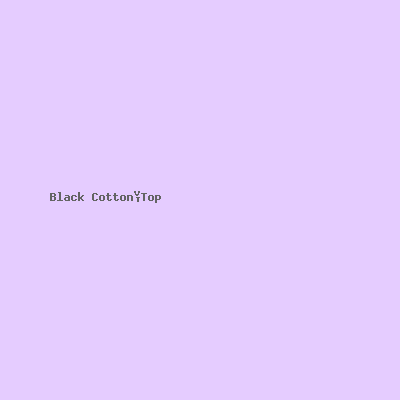 Black Cotton Top